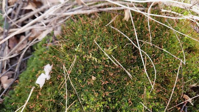 Green moss among last year's dry stems and fallen leaves