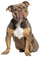 Sitting American Bully dog looking at the camera, isolated on white