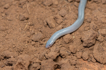 Bibron’s Stiletto Snake (Atractaspis bibronii)