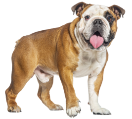 Walking English Bulldog panting and looking at the camera, isolated on white