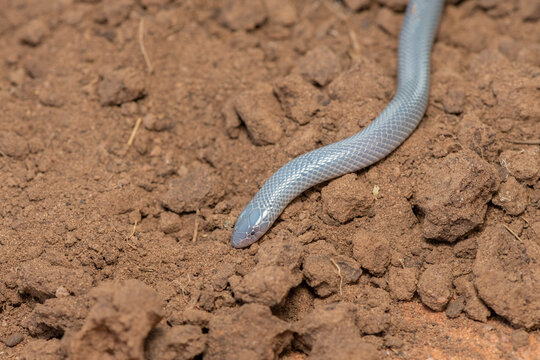 Bibron&rsquo;s Stiletto Snake (Atractaspis bibronii)