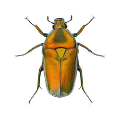 View from above of an orange Flower beetle, Chlorocala africana, isolated on white