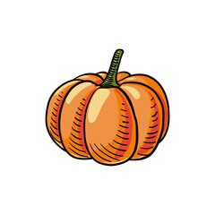 vector drawing pumpkin, vegetable isolated at white background, hand drawn illustration