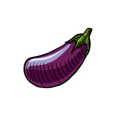 vector drawing eggplant , vegetable isolated at white background, hand drawn illustration