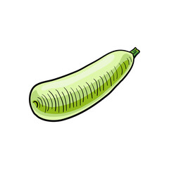 vector drawing zucchini, vegetable isolated at white background, hand drawn illustration