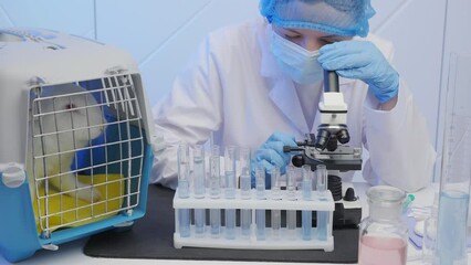 A female scientist medical worker examines a sample looking into a microscope, a cage with a rabbit on the table