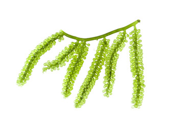 Sea grapes ( green caviar ) seaweed on transparent png - obrazy, fototapety, plakaty