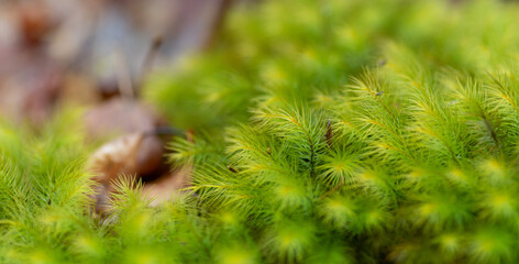 ふわふわな苔をマクロレンズで撮影