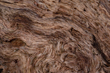 倒木の表面をマクロレンズで撮影