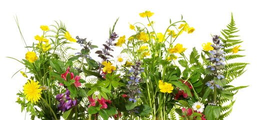 Wild meadow spring flowers panorama isoladet on white background