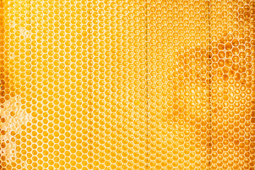 Closeup view of a golden fresh honeycomb. Horizontal view.