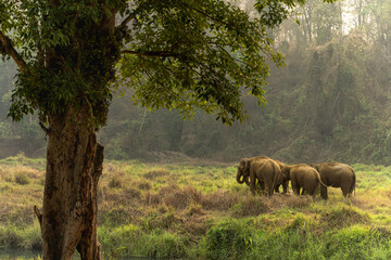 Group of Asian Elephants Wildlife in forest of Northern Thailand