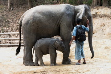Mahout standing with Asian Elephant mother and baby in elephant sanctury in Northern Thailand 