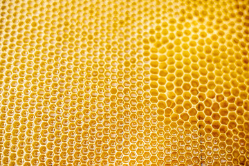 Closeup of a golden fresh textured honeycomb. Horizontal view.