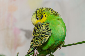 A cute green budgerigar sits on a house plant and cleans its feathers