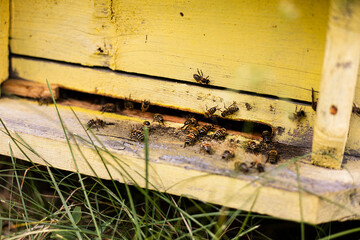 Closeup image of several bees swarming at the entrance to the meadow home. Horizontal view.