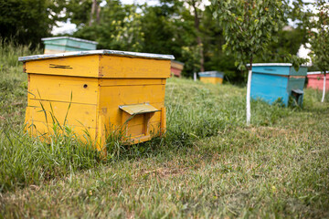 Full length image of a bee colorful home at meadow, in garden.