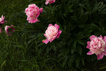 Front image of a big and beautiful pink peonies grow in the garden
