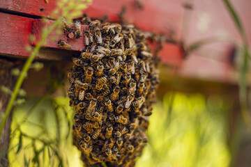 Closeup image of several bees swarming at the entrance to the meadow home on a sunny day....