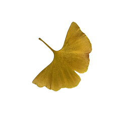 Yellow fresh ginkgo leaf isolated, medicinal organic plant close-up, clipping path cutout object, eco-friendly environment concept