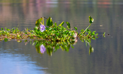 Eichhornia crassipes or common water hyacinth flower blossomed on the pond with wild grasses