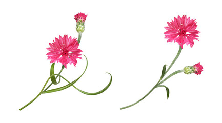 Set of red knapweed flower, leaves and bud isolated on white or transparent background