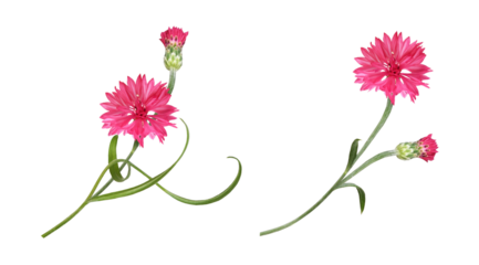 Set of red knapweed flower, leaves and bud isolated on white or transparent background