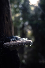 alligator in the water