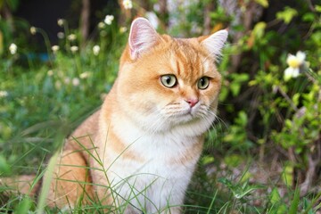 Naklejka na ściany i meble Cat sitting in garden photo blur background 