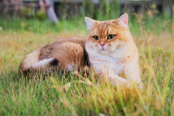 Naklejka na ściany i meble Cat lying in the grass photo blur background 