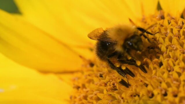 Bumblebee foraging on a sunflower rocking in the wind. Close up macro footage in slow motion.