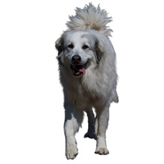 Front view of a cute walking white Pyrenean mountain dog female looking at camera.