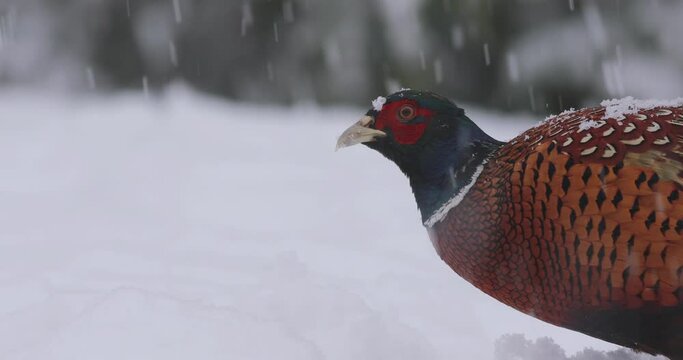 Male common pheasant (Phasianus colchicus) digging and scratching in snow trying to find some food during heavy snowfall.