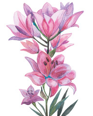 Watercolor drawing pink lilies wedding illustration. Notebook сover clip art decoration invitation greeting card. Branch bouquet of flowers delicate petals painting floral elements isolated on white