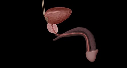 The external urethral orifice is the external opening (or meatus) of the urethra.