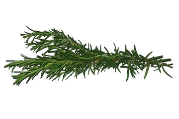 Twig of rosemary in PNG