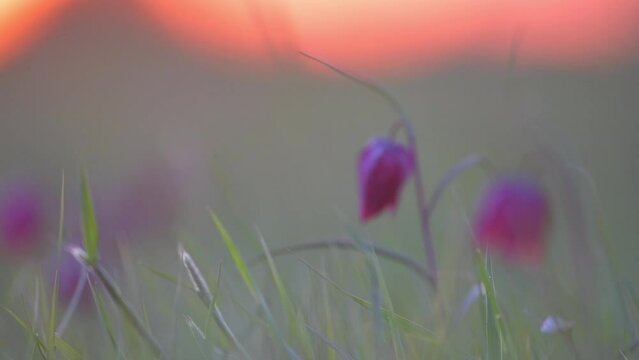 Snake's Head Fritillary or checkered lily (Fritillaria meleagris) in a meadow during a beautiful springtime sunset. Shifting focus and moving right.