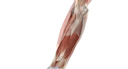 The elbow is the region between the upper arm and the forearm that surrounds the elbow joint.