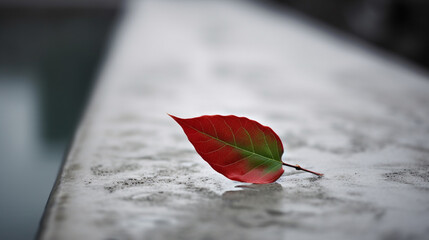 red Leaf, Life in harmony with nature. minimalism