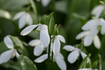 Schneeglöckchen (galanthus) in einer Gruppenanpflanzung, teilweise mit Fokus auf die einzelne Blüte.