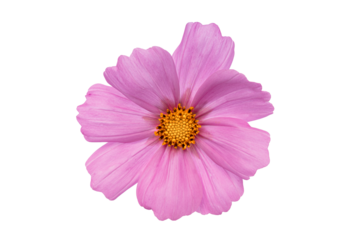 Purple rose pink flower blossom, macro from above isolated