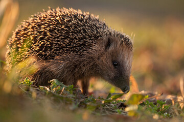 European hedgehog (Erinaceus europaeus), West European hedgehog or common hedgehog