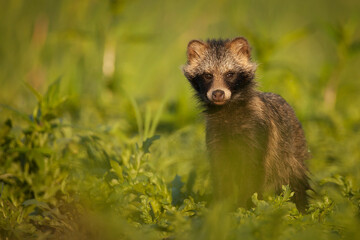 Nyctereutes procyonoides, racoon dog