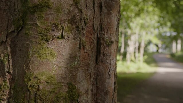 Panning shot of a tree and a forest walkway on a windy summers day. Shot in Stornoway on the Isle of Lewis, part of the Outer Hebrides of Scotland.