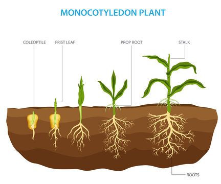 Monocotyledon plants, also known as monocots, are a type of flowering plant  having a single embryonic leaf
