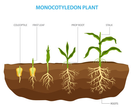 Monocotyledon plants, also known as monocots, are a group of flowering plants with a single embryonic leaf, or cotyledon, in their seed.