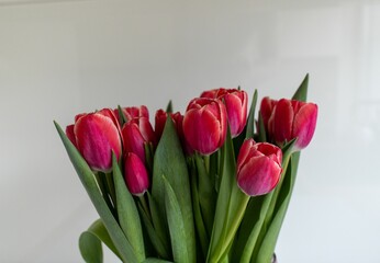 Closeup of a bouquet of red tulips against a white wall