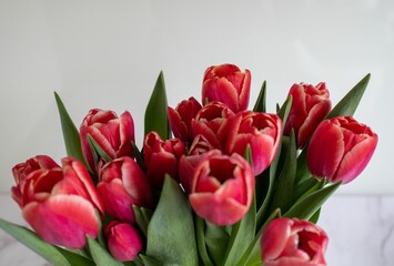 Fototapeta premium Closeup of a bouquet of red tulips against a white wall