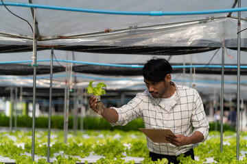 A young vegetable gardener inspects green acorns and lettuce at the greenhouse farm. Asian farmers happy farming hydroponics vegetables.