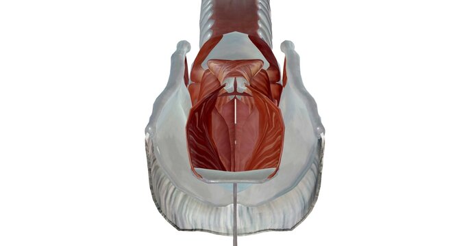 The extrinsic muscles act to move the larynx superiorly and inferiorly.